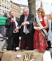 auch Stadtrat Hans Podiuk durfte einmal Spargel stechen am mitgebrachten Bifang aus Schrobenhausen (©Foto. Martin Schmitz)